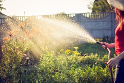 Tips voor de bewatering van planten in de zomer