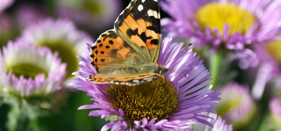 Tuincentrum Nieuw Hanenburg | Vlindervriendelijke planten