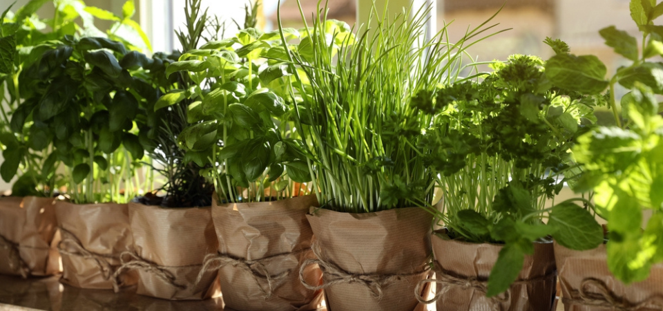 Stadstuincentrum Nieuw Hanenburg | Zaden