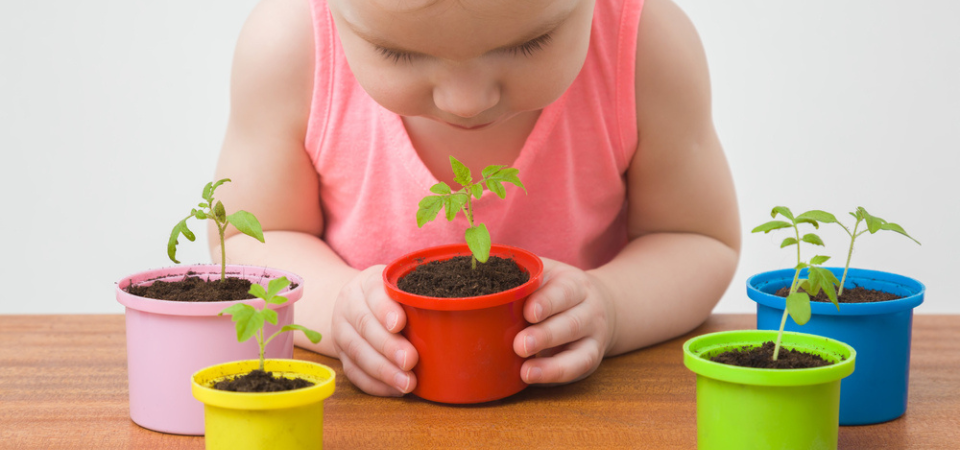 Stadstuincentrum Nieuw Hanenburg | Zaden Stadstuincentrum Nieuw Hanenburg | Zaden