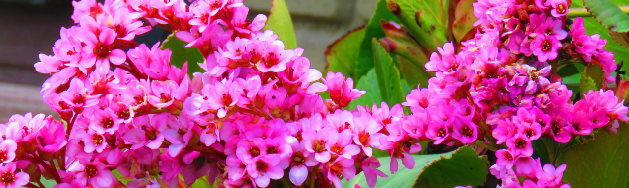 Tuincentrum Nieuw Hanenburg | Voorjaarslboeiers