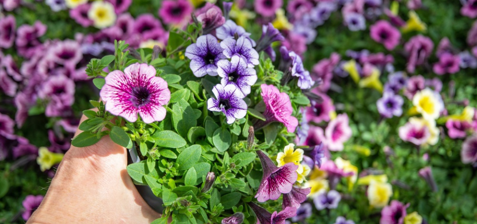 Tuincentrum Nieuw Hanenburg | Zomerbloeiers