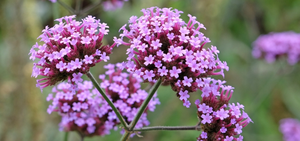 Tuincentrum Nieuw Hanenburg | Zomerbloeiers