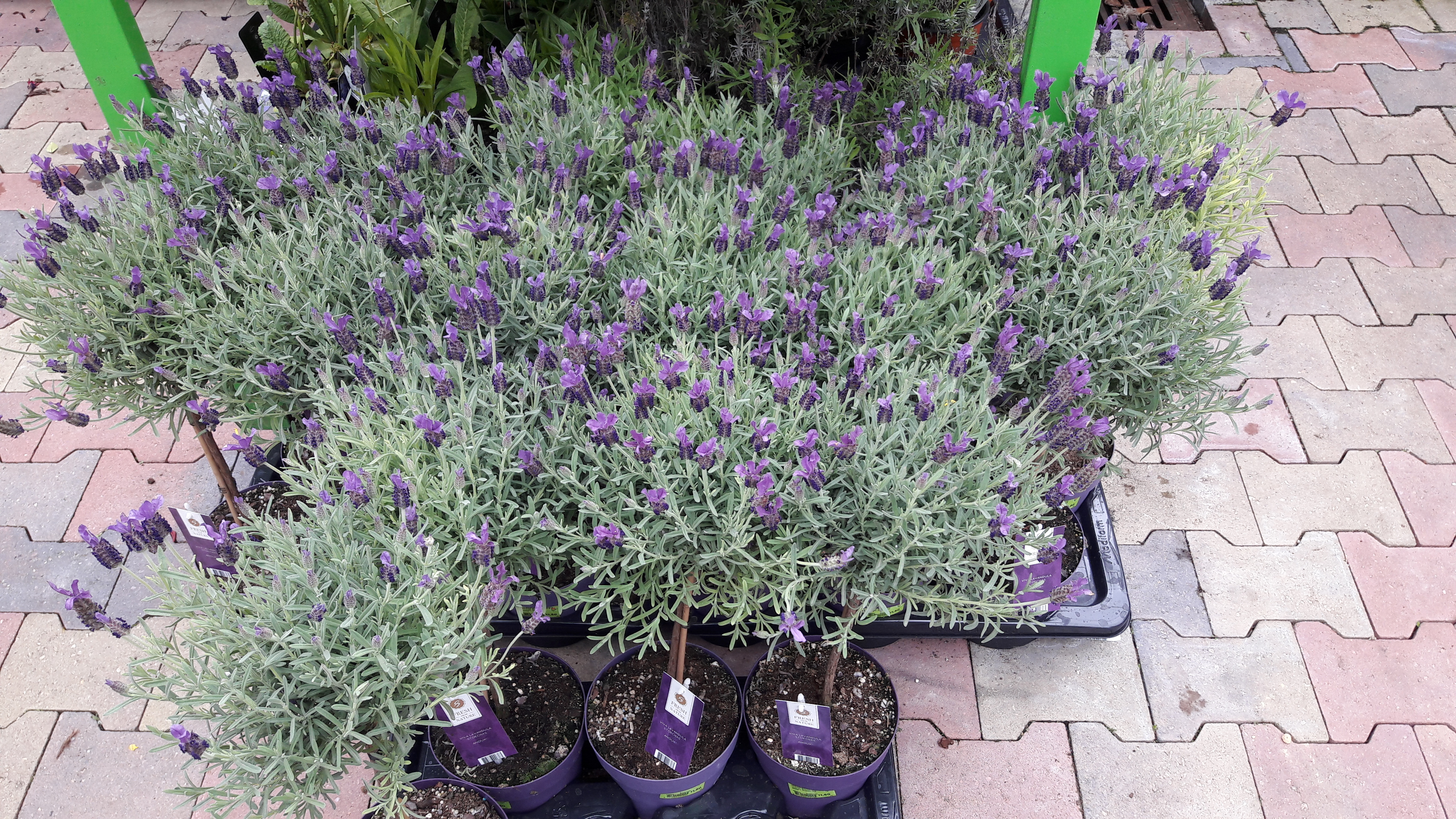 Lavendel in tuincentrum Den Haag