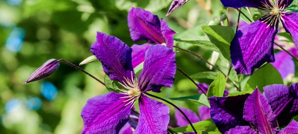 Clematis klimplant kopen in Den Haag