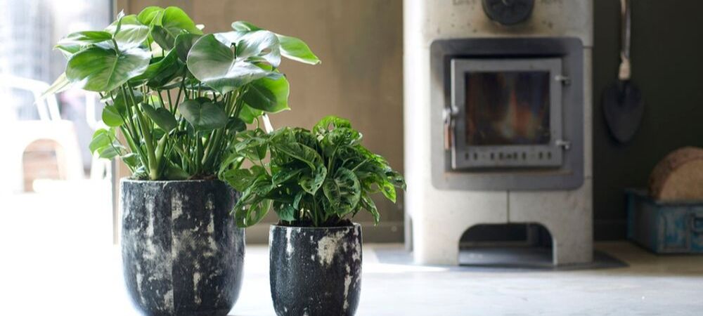 Monstera Gatenplant kopen