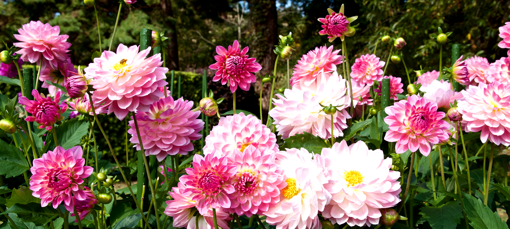 Dahlia zomerbollen kopen