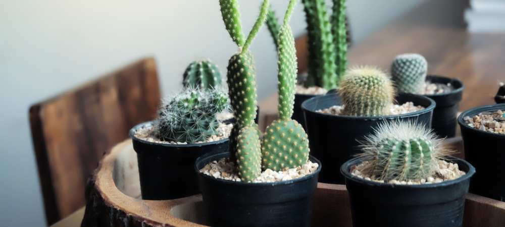 cactus of vetplant kopen