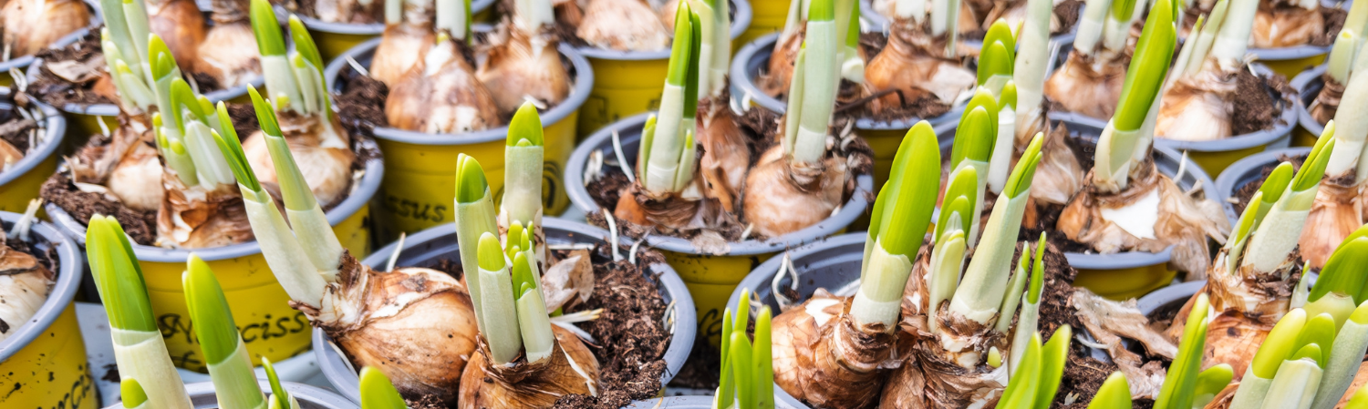 Bloembollen op pot