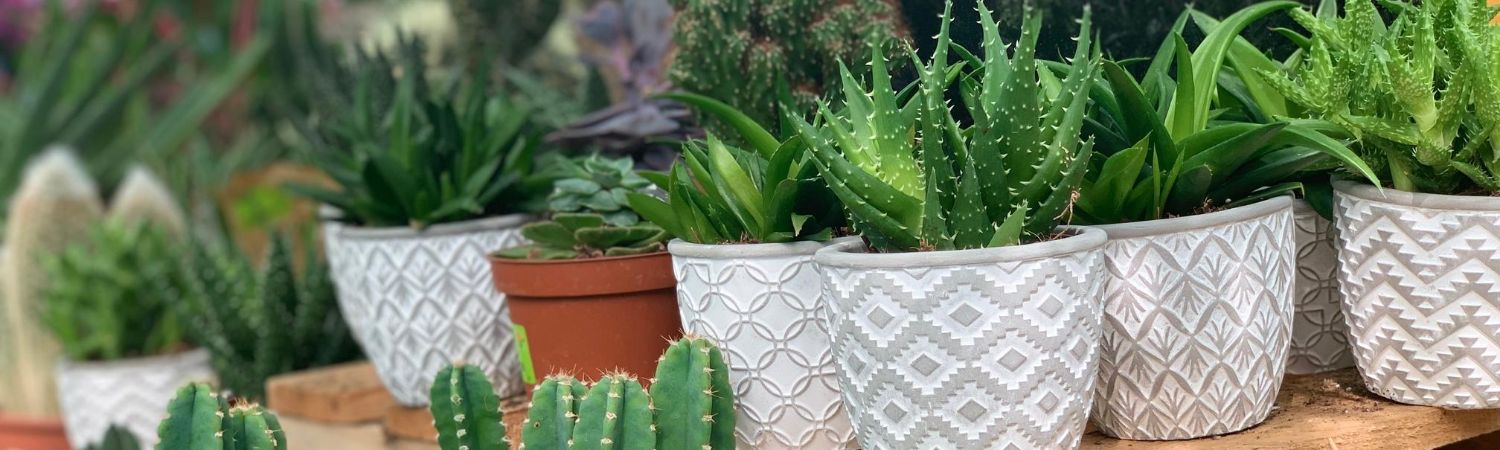 De makkelijkste kamerplanten: cactussen & vetplantjes