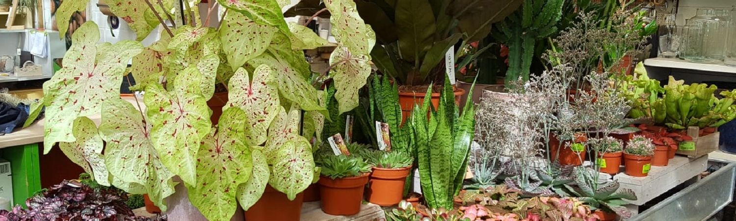 Groen in huis met kanjers van kamerplanten