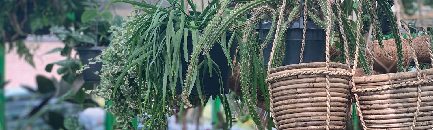 Je kunt natuurlijk ook de hoogte in voor je eigen URBAN JUNGLE!