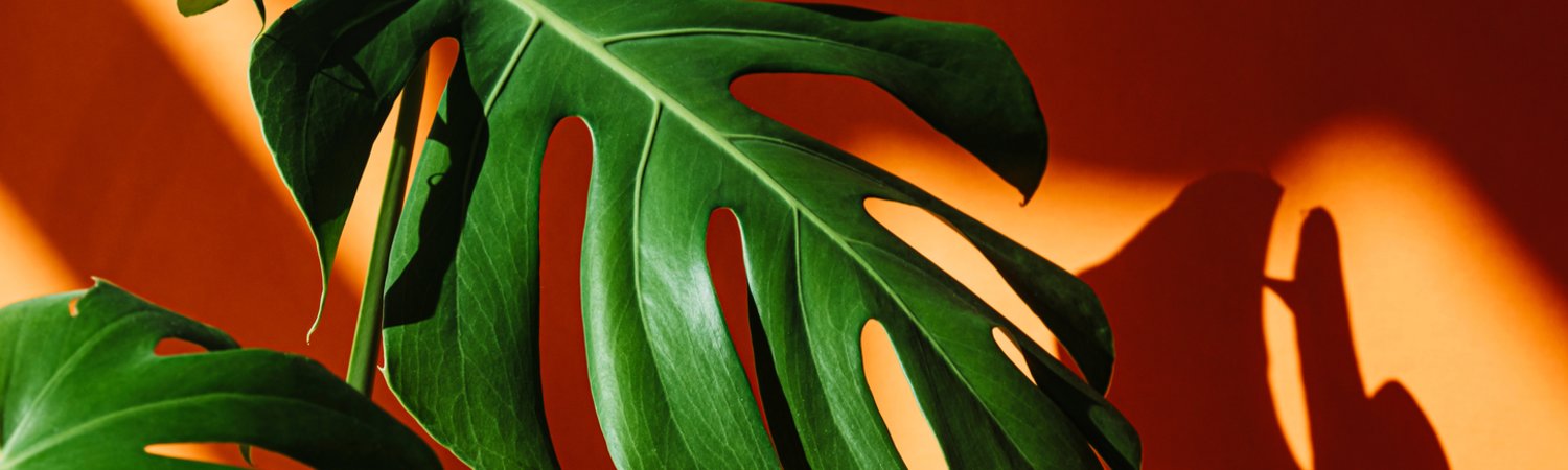 Groen, groener, groenst