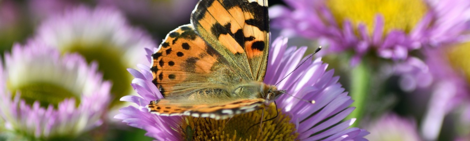 Alles over vlindervriendelijke tuinplanten
