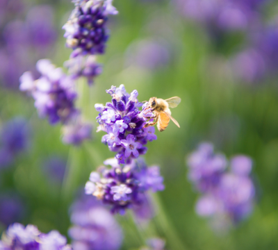 Het bloeiende leven: hoe insecten je tuin transformeren