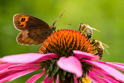 Insecten vervelend? We hebben ze nodig en dit is waarom...