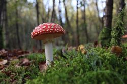 Oktober: paddenstoelenmaand!