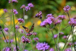 Tips & tricks voor het snoeien van de lavendel