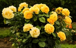 Rosaceae