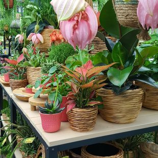 Arrangementen & Plantenstukjes Kopen