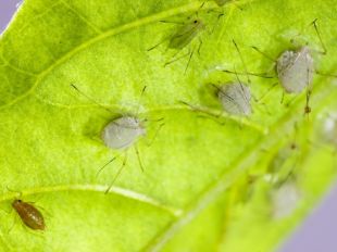 Insecten en slakken