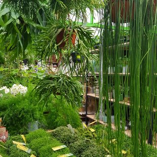 Wil je een groene kamerplant? | Monstera Gatenplant