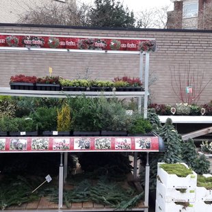 Welke kerstboom kies jij?