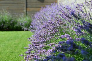 Lavendel