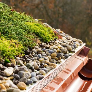 Sedum groendak