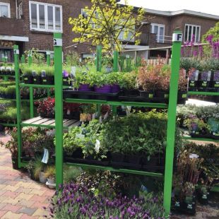 Tuinplanten kopen in Den Haag?