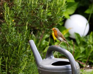 Vogels in de tuin
