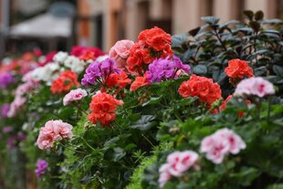 Zomerbloeiers