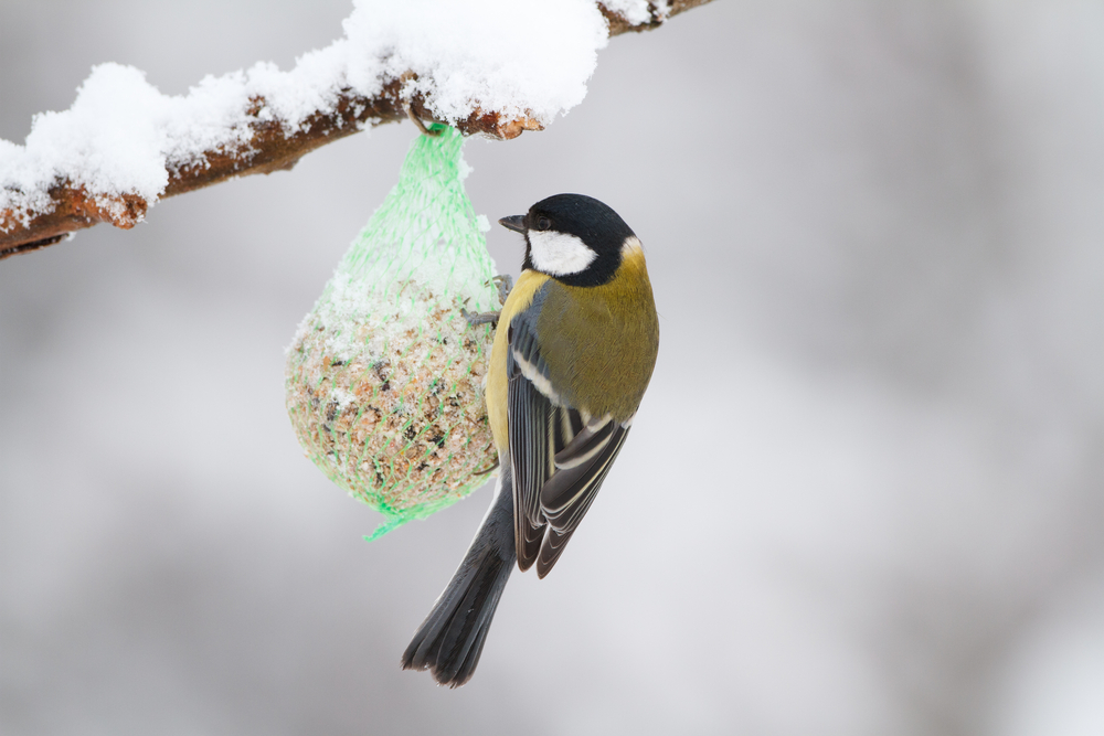 Vogel voedsel winter tuin