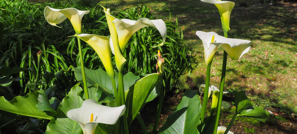 bloembollen: calla kopen